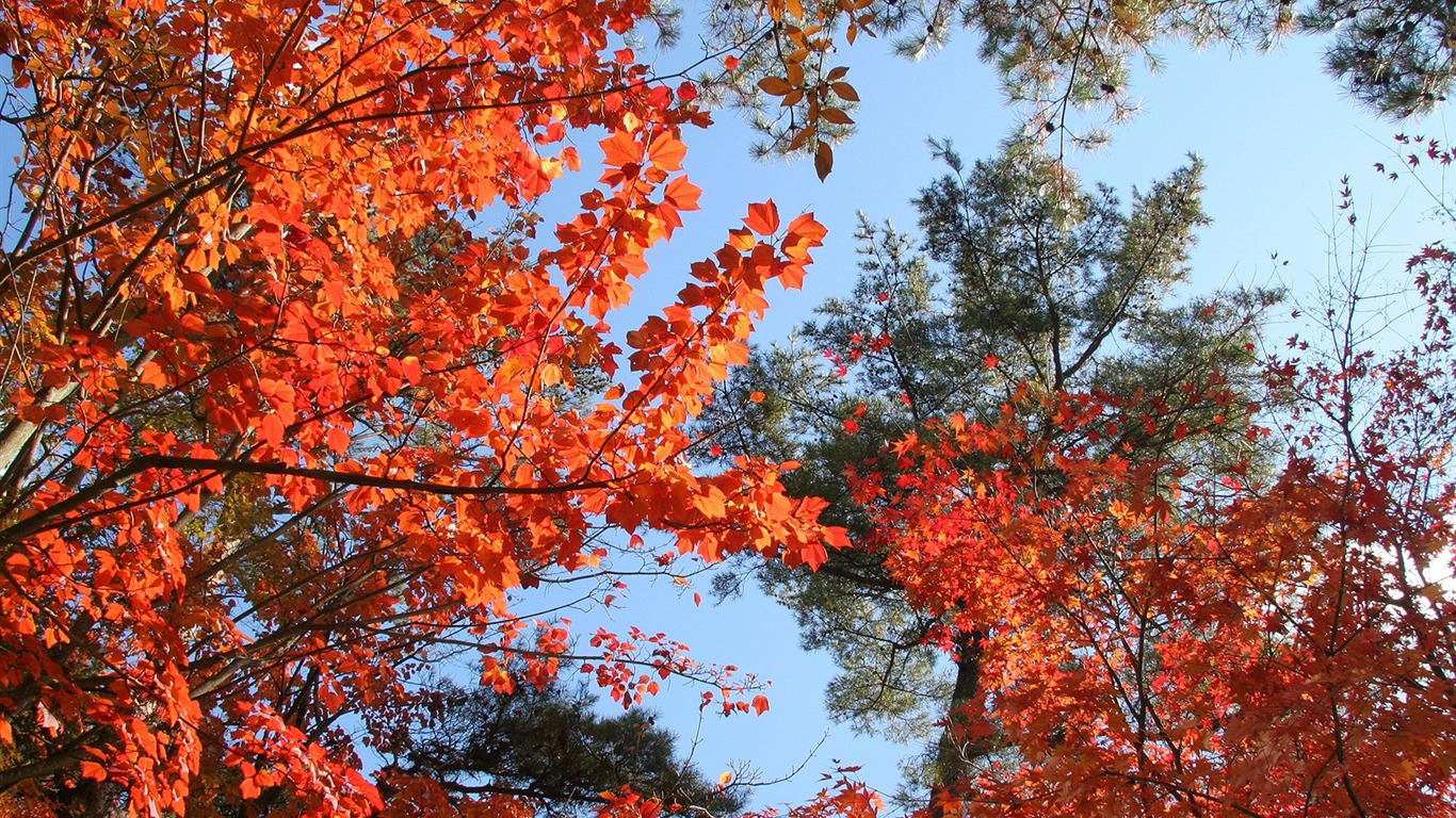 Maple sky wallpaper (3) #10 - 1366x768