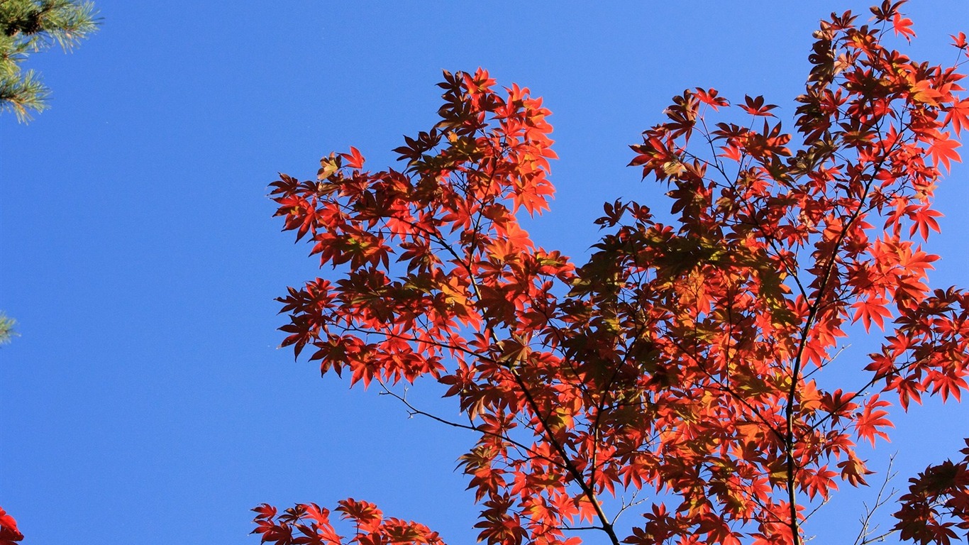 枫叶满天 壁纸(三)11 - 1366x768