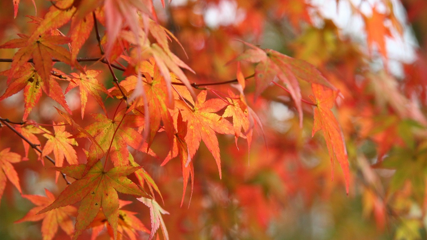 Maple sky wallpaper (3) #12 - 1366x768