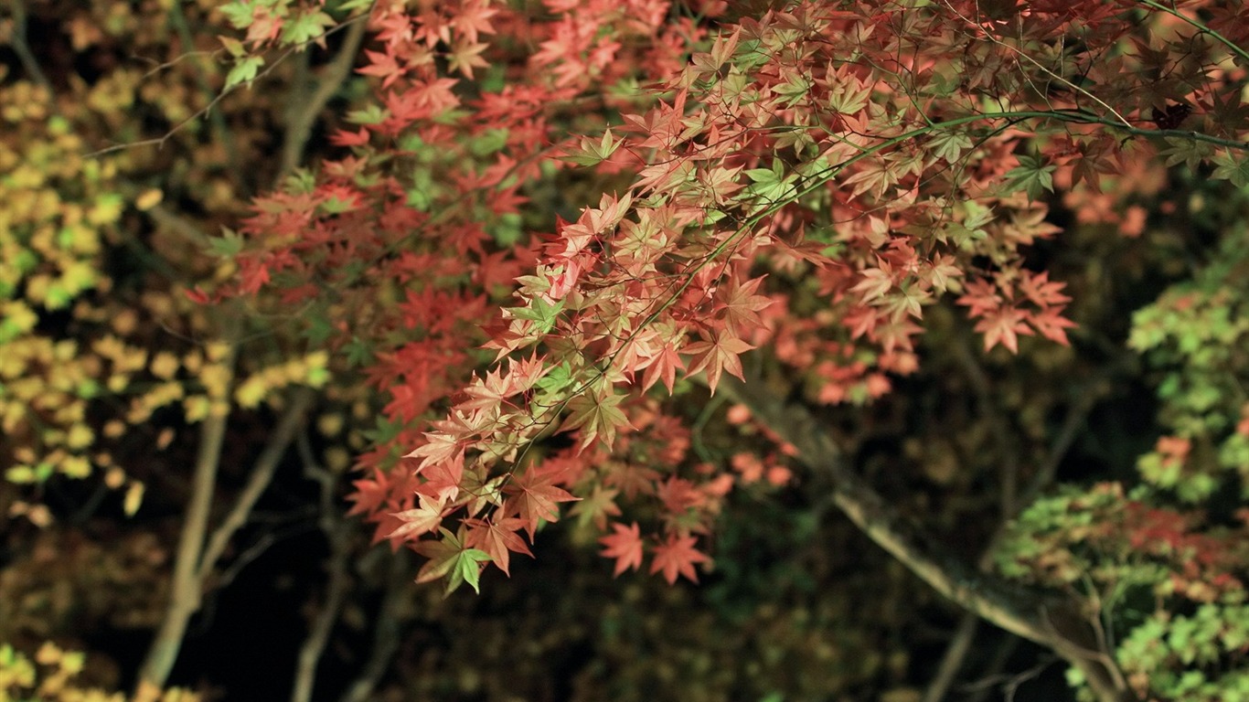 Maple sky wallpaper (3) #13 - 1366x768