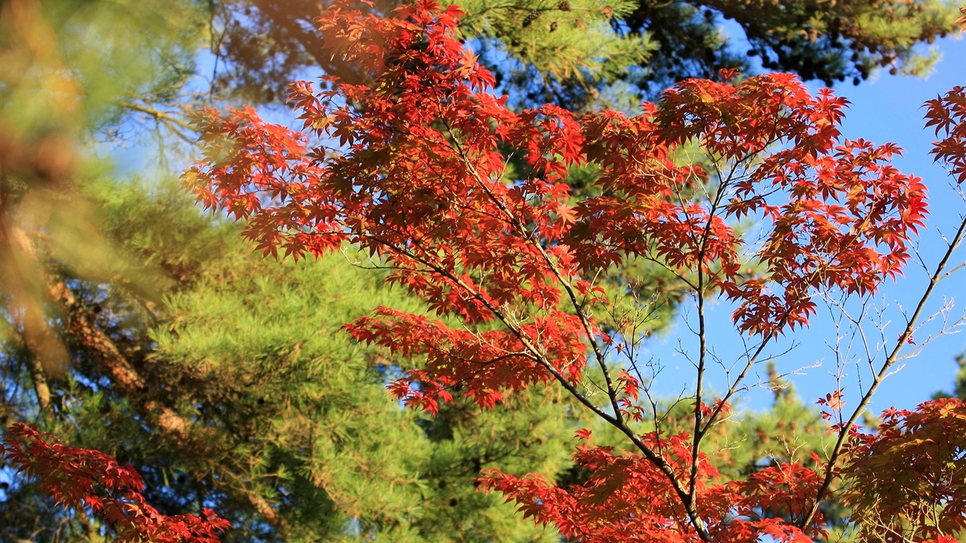 Maple sky wallpaper (3) #14 - 1366x768