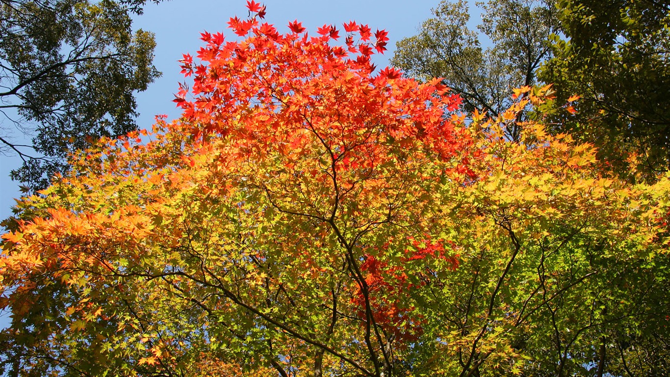 Maple sky wallpaper (3) #15 - 1366x768