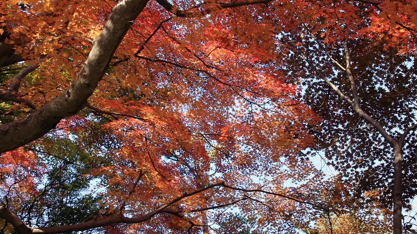 Maple sky wallpaper (3) #17 - 1366x768