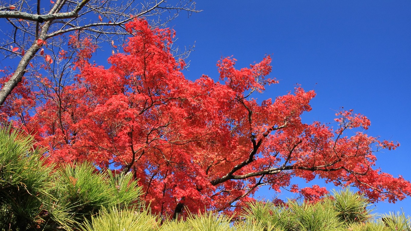 Maple sky wallpaper (3) #18 - 1366x768