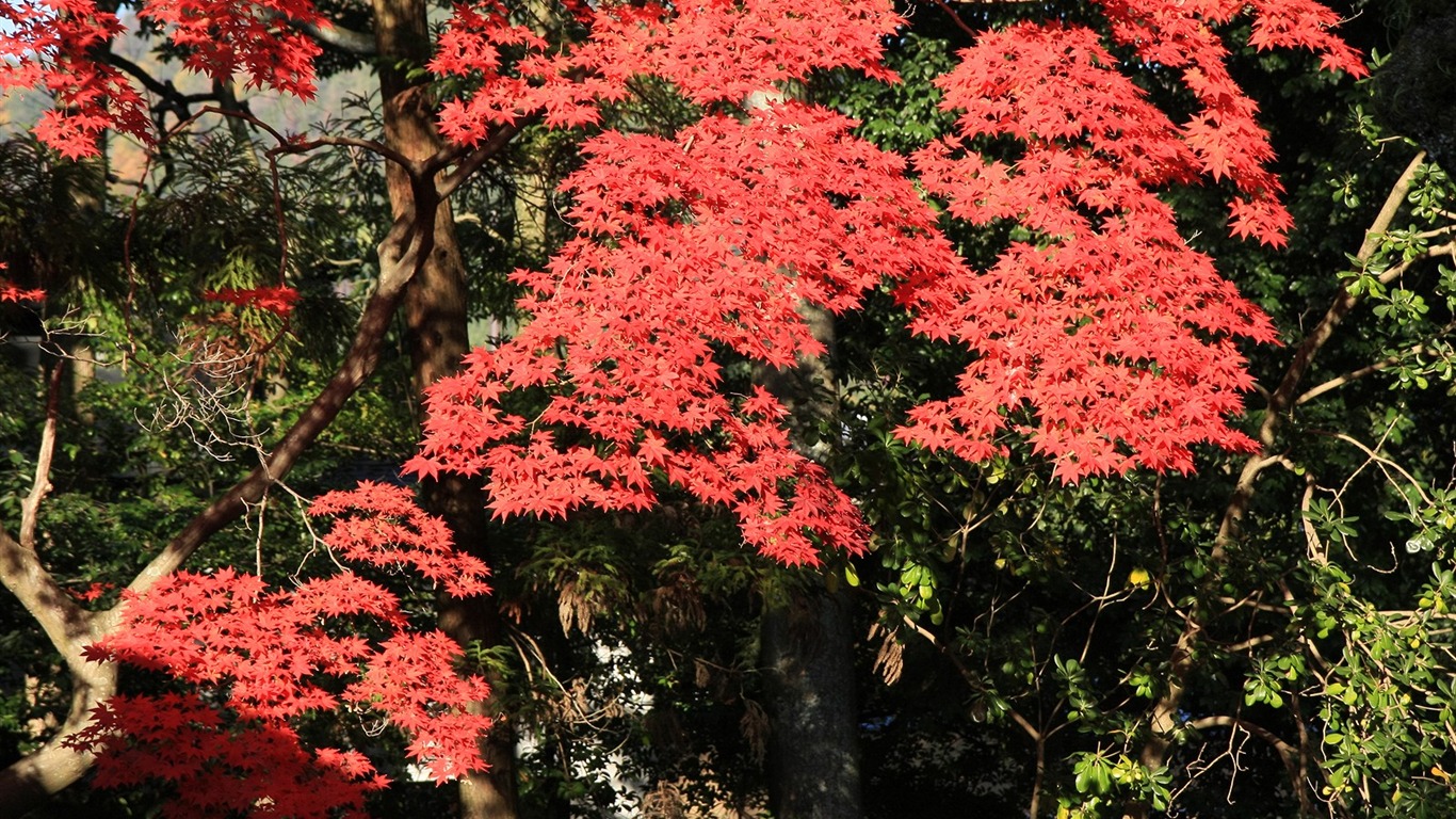 Maple sky wallpaper (3) #19 - 1366x768