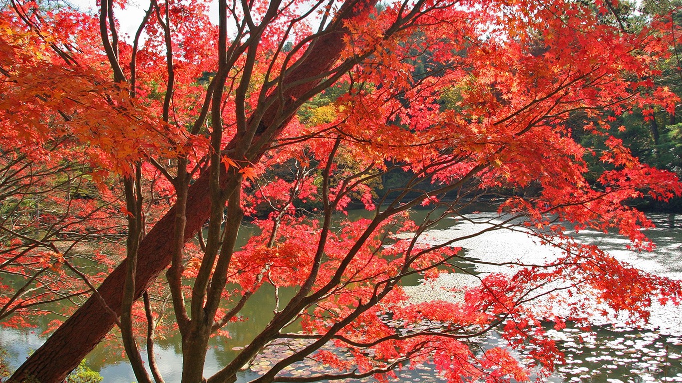 Maple sky wallpaper (3) #20 - 1366x768