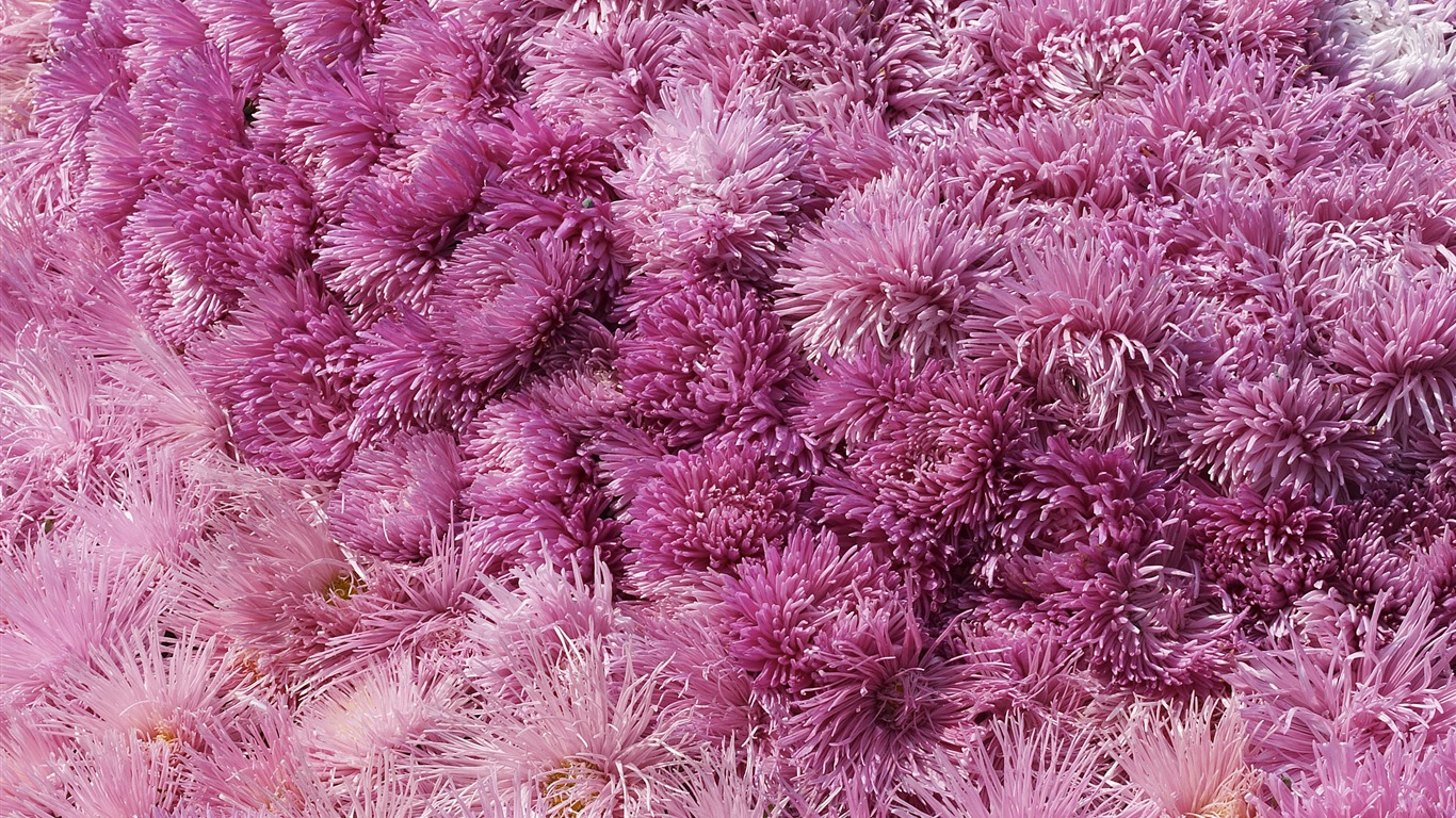 超大鮮花特寫 壁紙(六) #3 - 1366x768