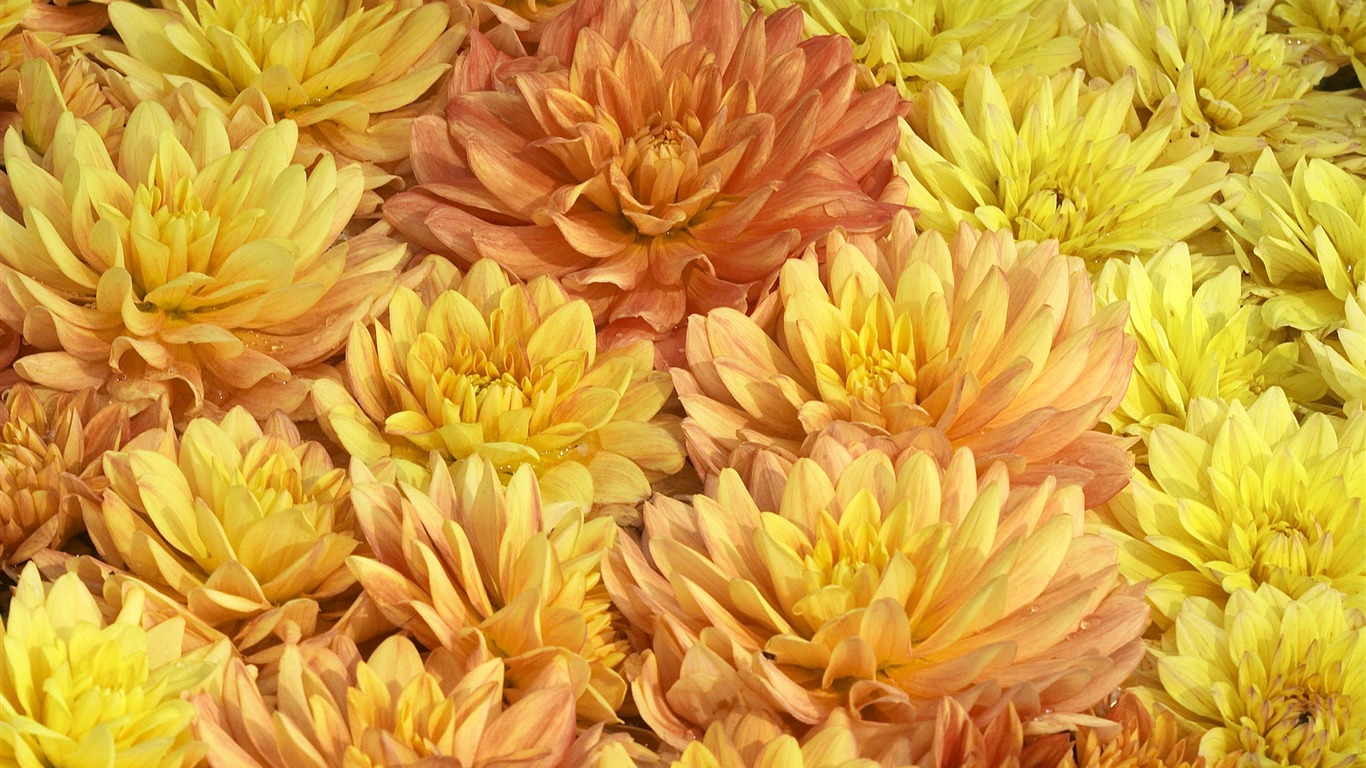 Large Flower Feature Wallpaper (6) #8 - 1366x768