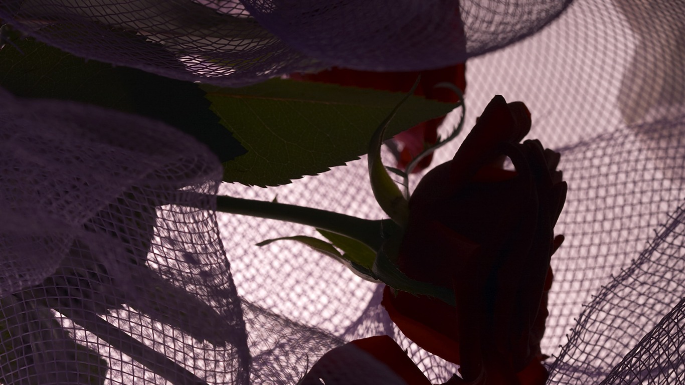 대형 꽃 기능 바탕 화면 (6) #9 - 1366x768