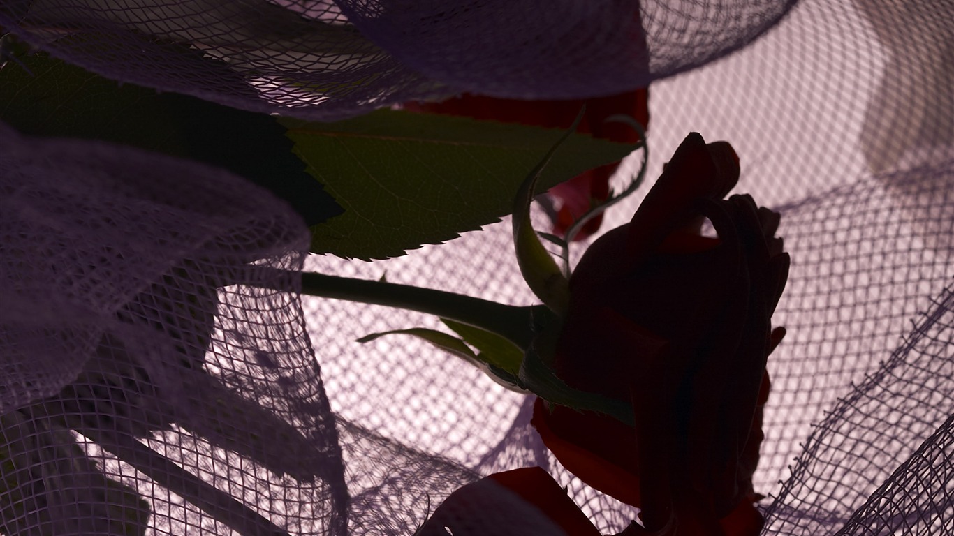 超大鮮花特寫 壁紙(六) #9 - 1366x768