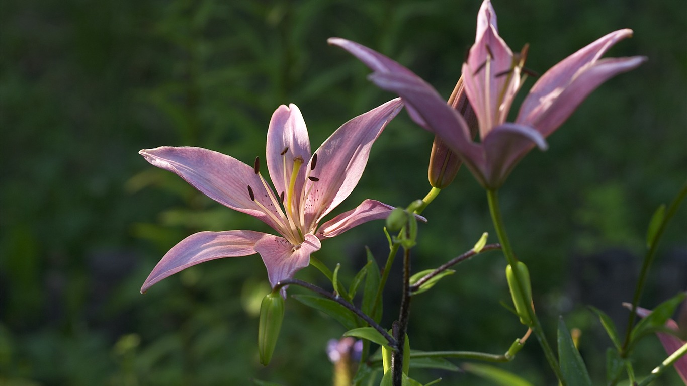 超大鲜花特写 壁纸(六)13 - 1366x768