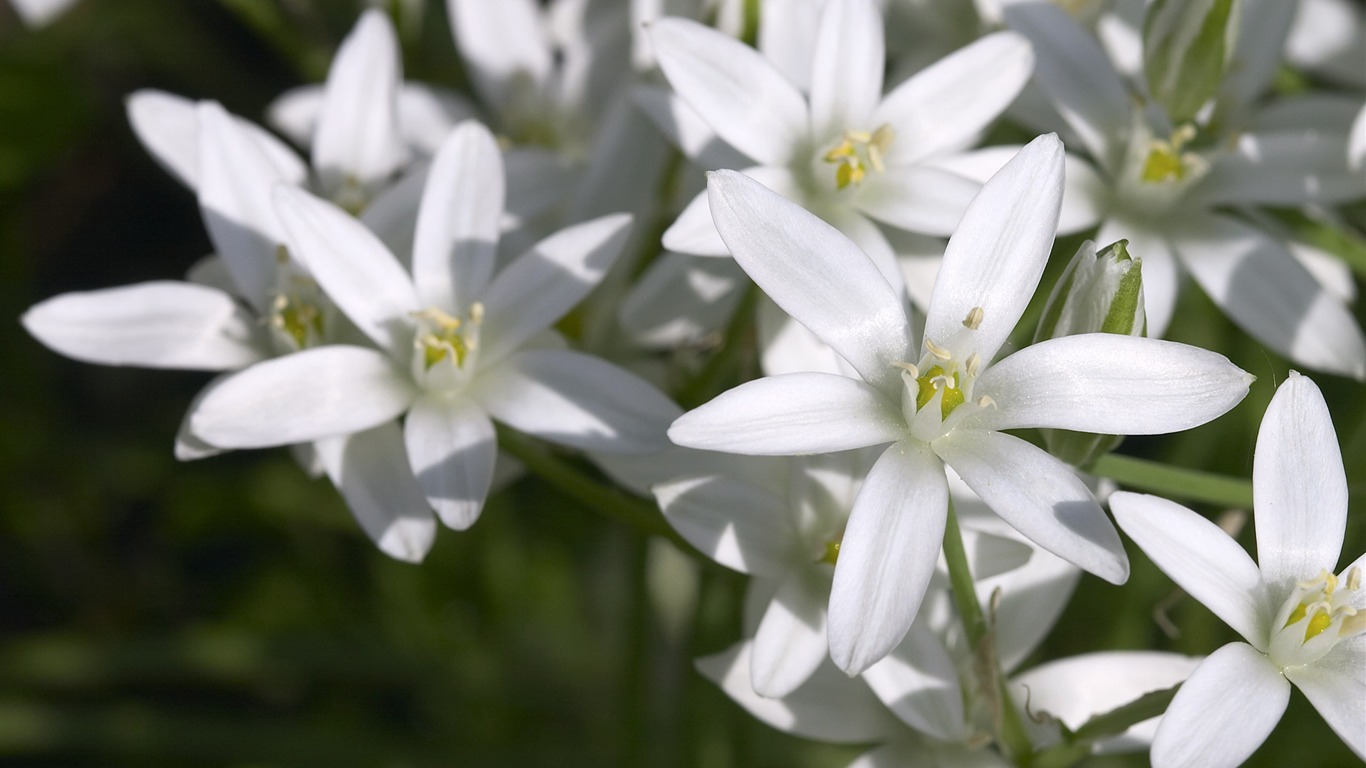 超大鲜花特写 壁纸(六)15 - 1366x768