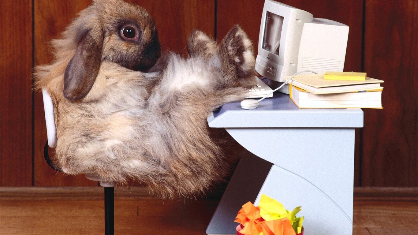Rabbit Foto tapety (1) #3 - 1366x768