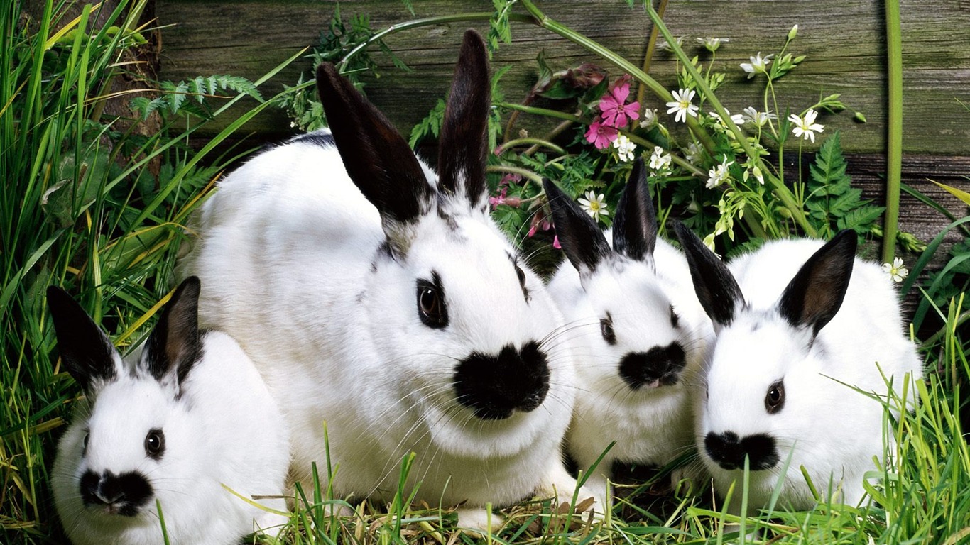 Rabbit Foto tapety (1) #6 - 1366x768