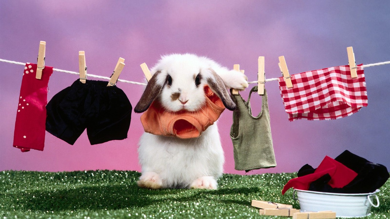Rabbit Foto tapety (1) #9 - 1366x768