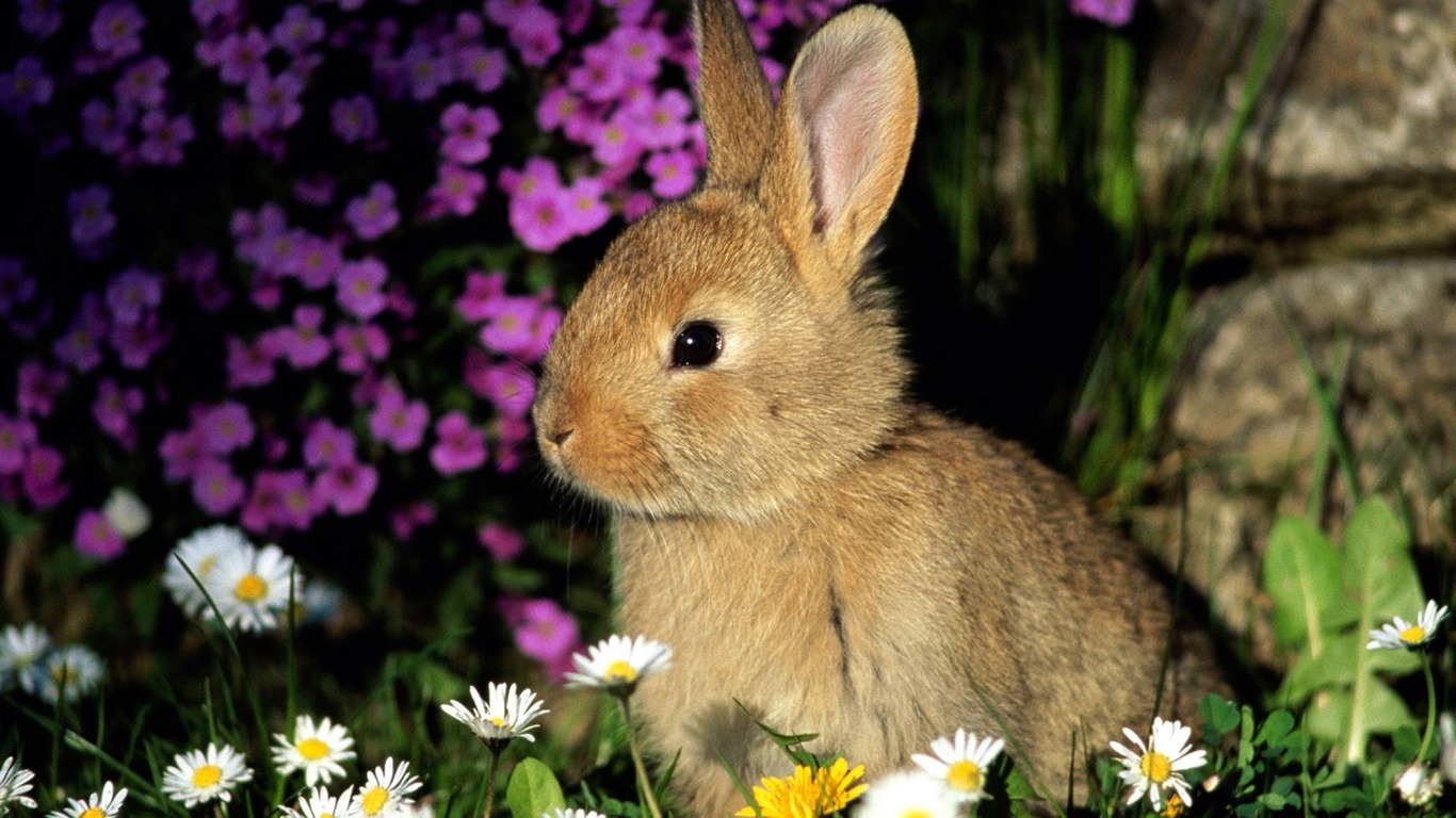 Rabbit Photo Wallpaper (1) #13 - 1366x768