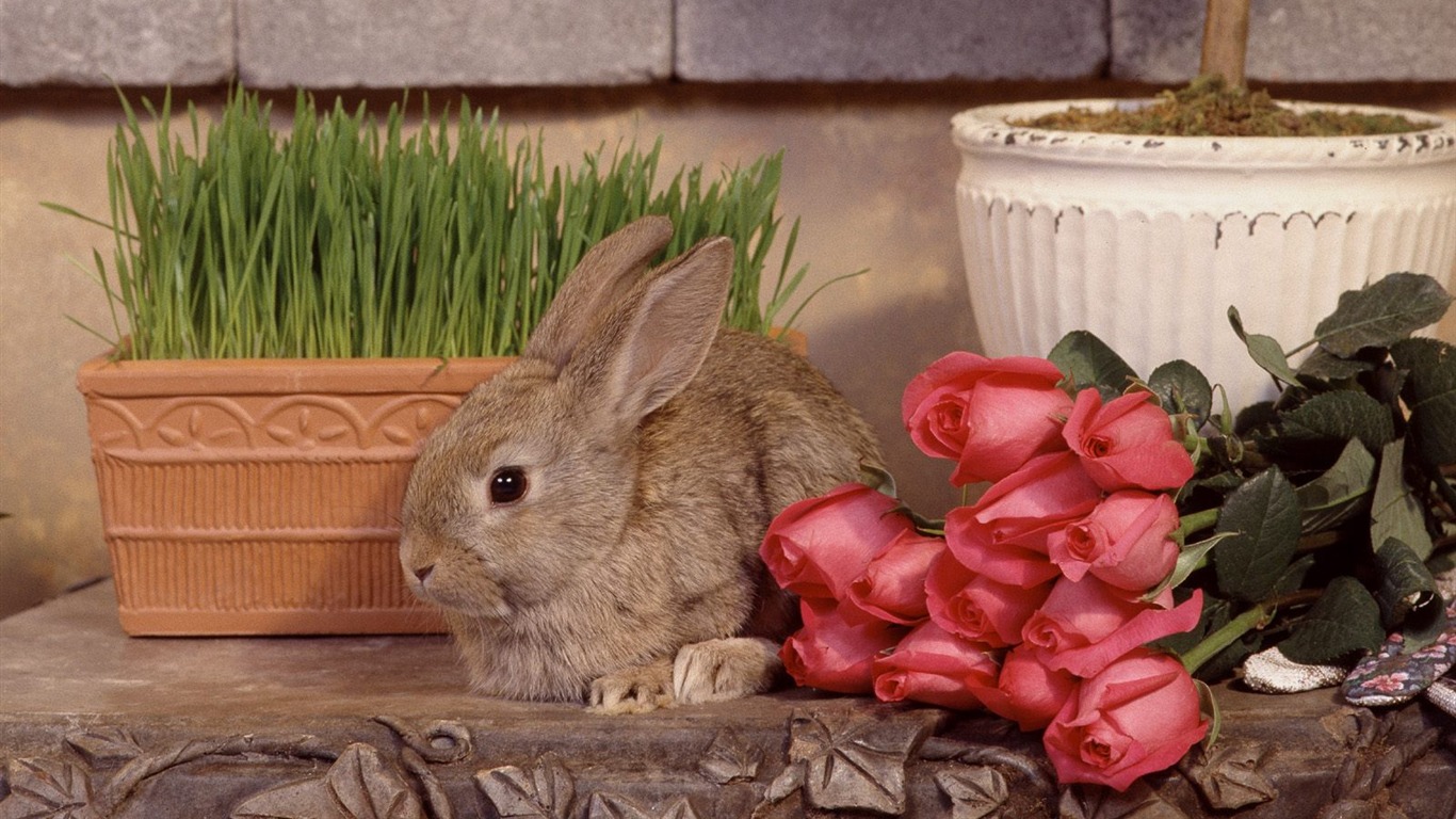 Rabbit Foto tapety (1) #14 - 1366x768