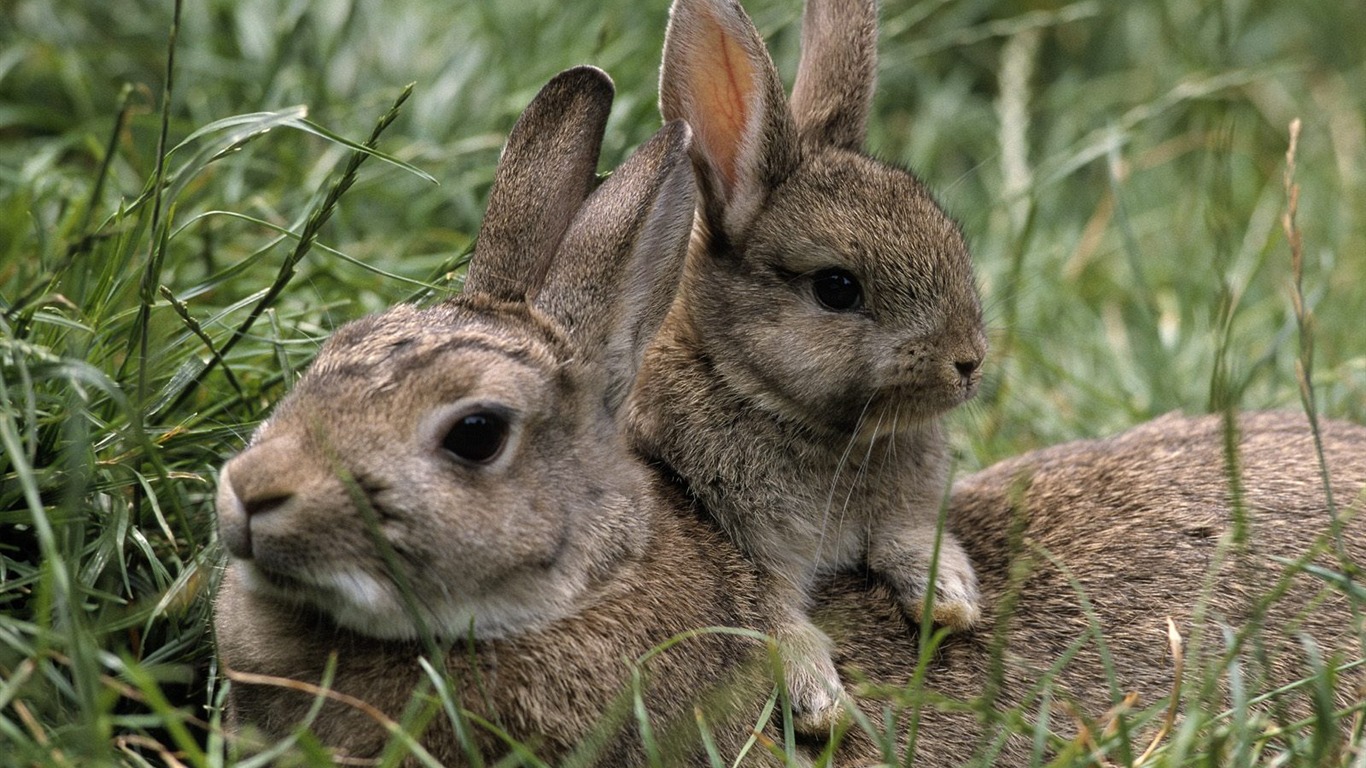 Rabbit Foto tapety (1) #18 - 1366x768