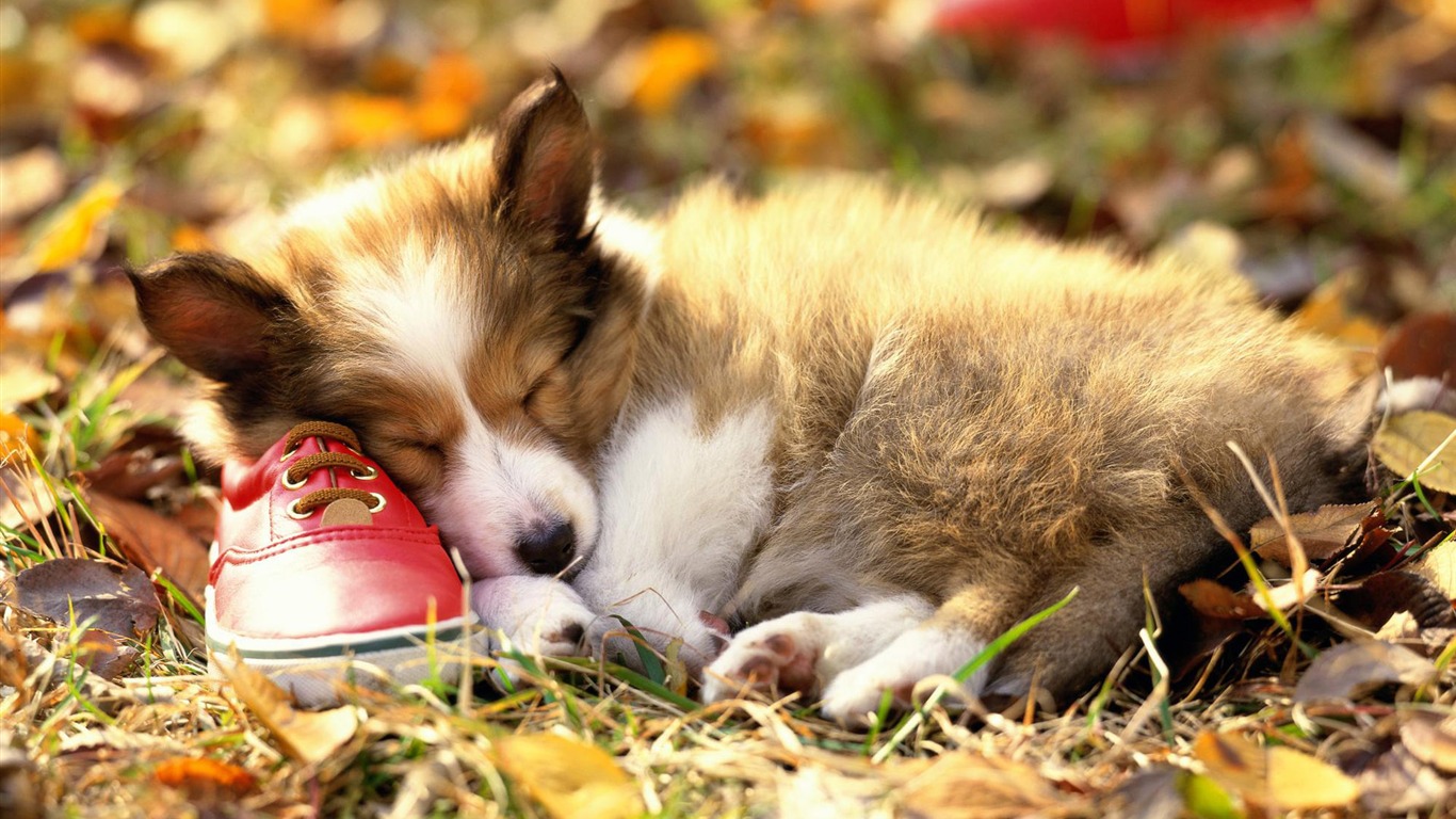 Puppy Photo HD wallpapers (3) #14 - 1366x768