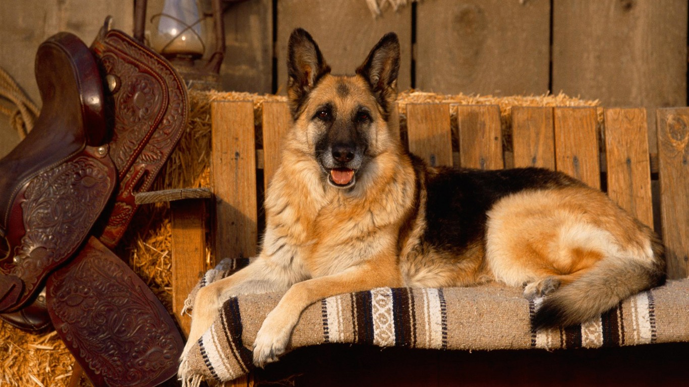 Puppy Foto HD Tapety na plochu (3) #15 - 1366x768