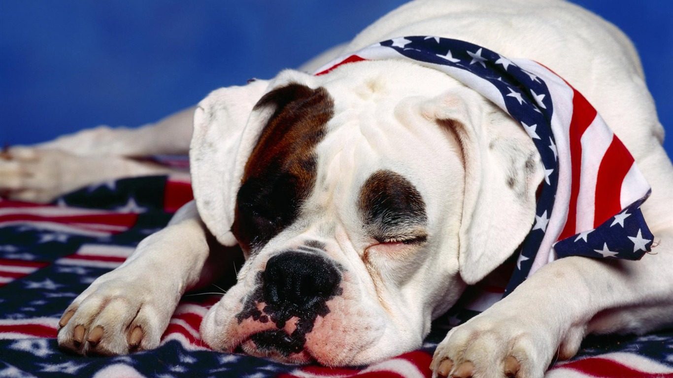 Puppy Foto HD Tapety na plochu (3) #17 - 1366x768