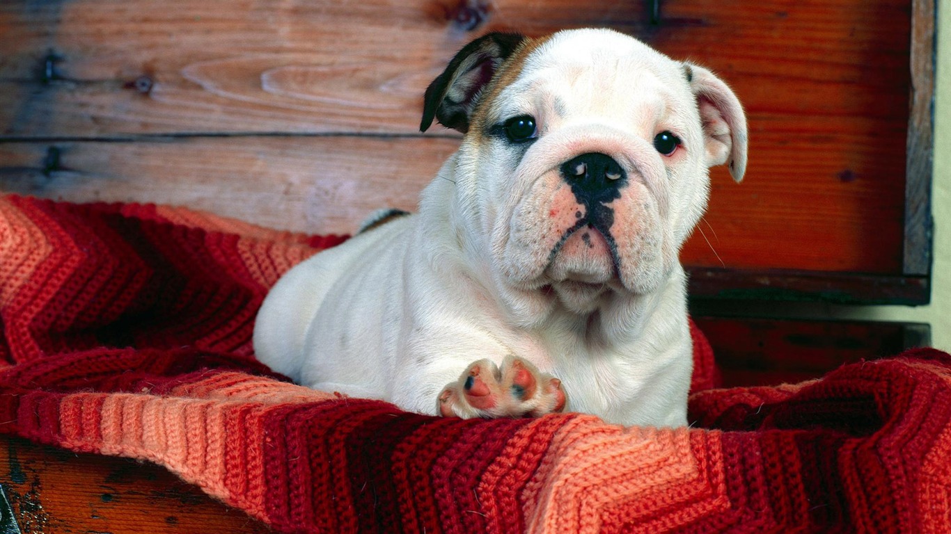 Puppy Foto HD Tapety na plochu (3) #18 - 1366x768