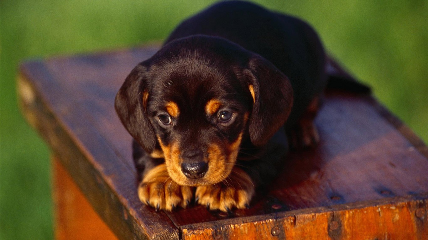 Puppy Photo HD Wallpaper (3) #19 - 1366x768