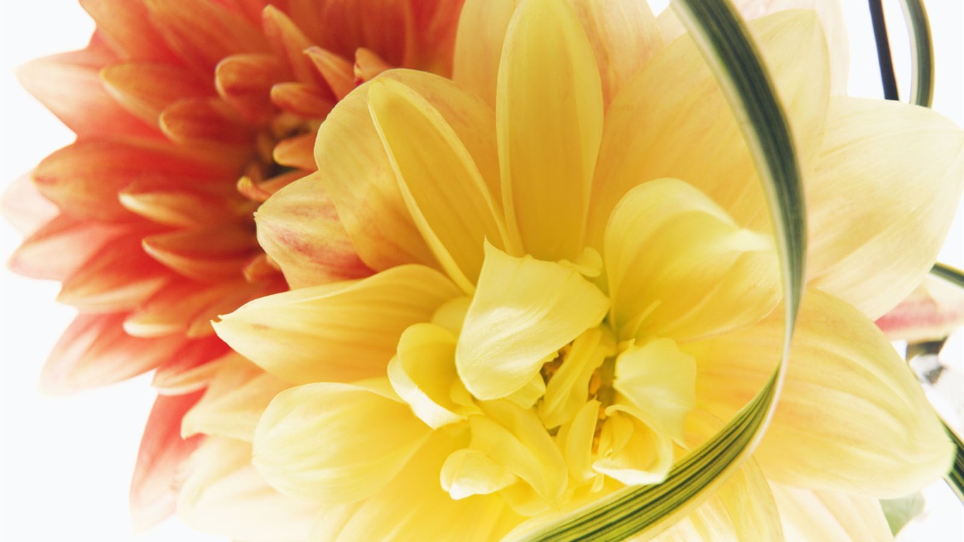 婚禮鮮花 壁紙(三) #4 - 1366x768