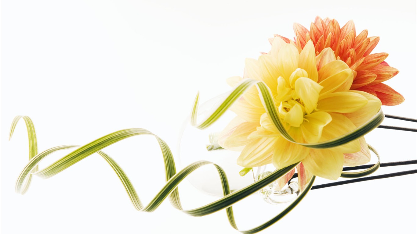 婚禮鮮花 壁紙(三) #5 - 1366x768