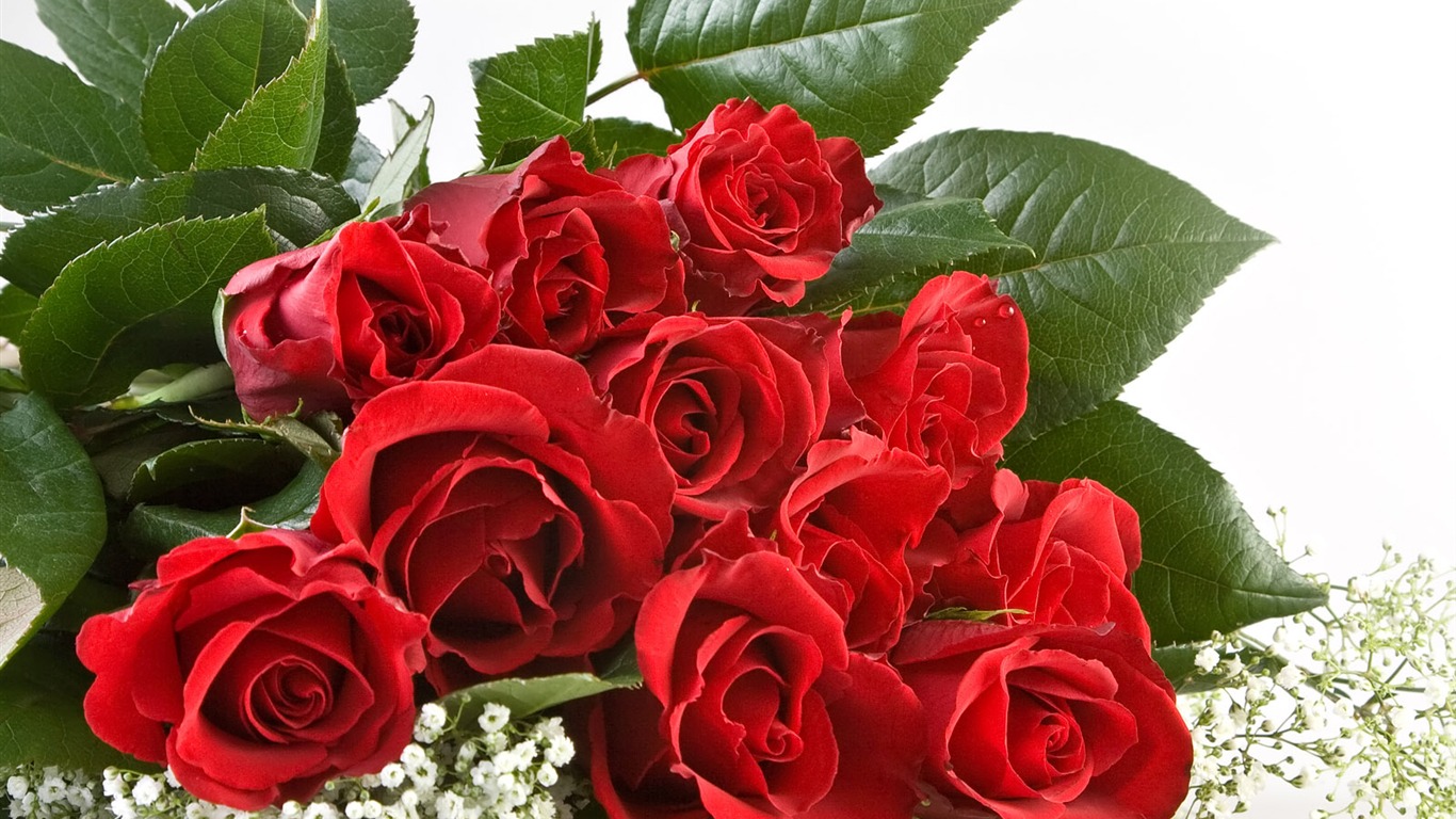 Rose Foto tapety (1) #1 - 1366x768