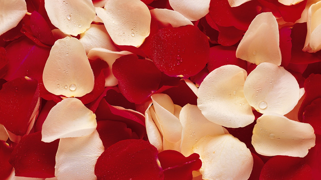 Rose Foto tapety (1) #11 - 1366x768