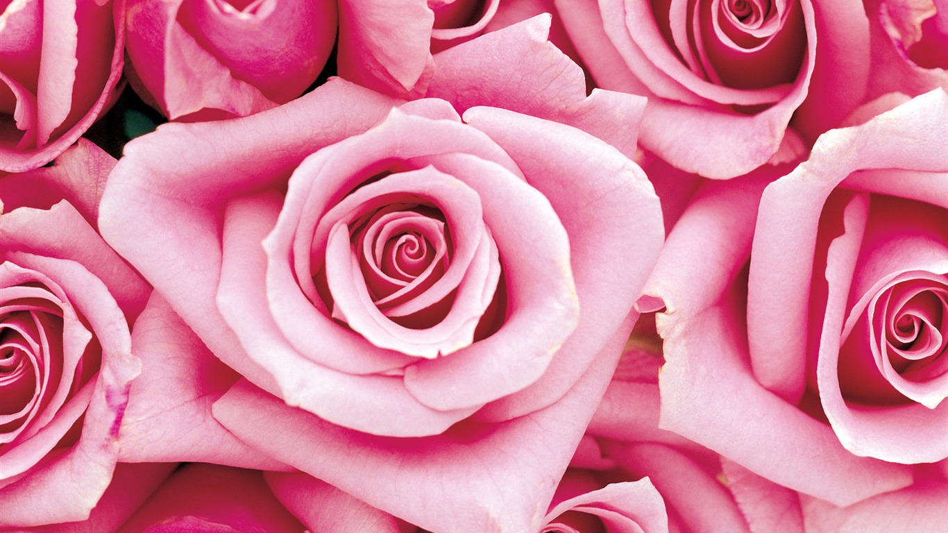 Rose Photo Wallpaper (1) #18 - 1366x768