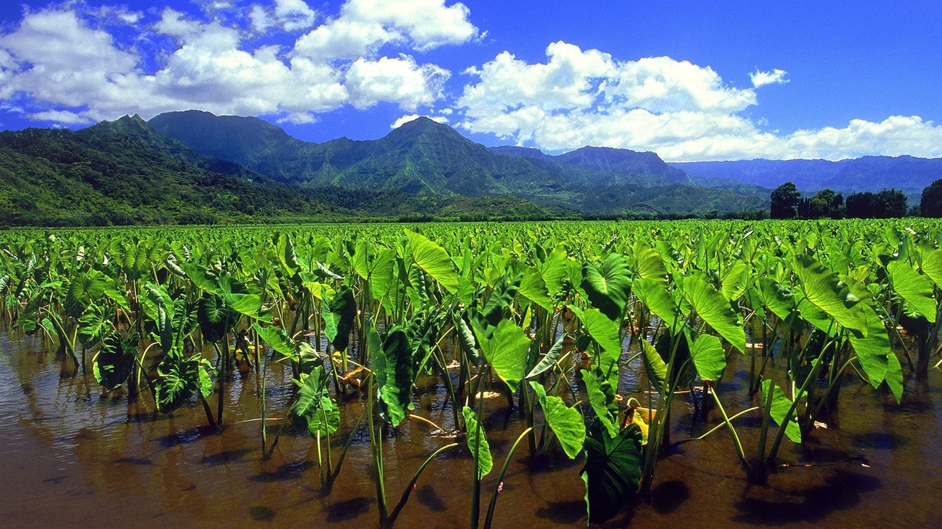 Hermoso paisaje de Hawai Wallpaper #27 - 1366x768