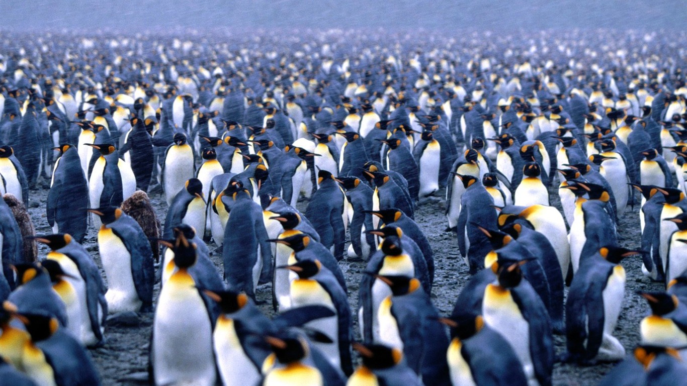 Penguin Foto Wallpaper #4 - 1366x768