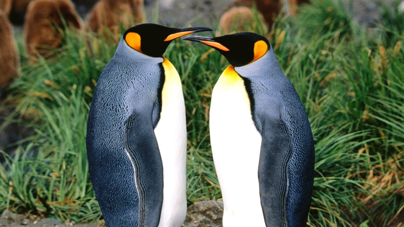 Penguin Foto Wallpaper #5 - 1366x768