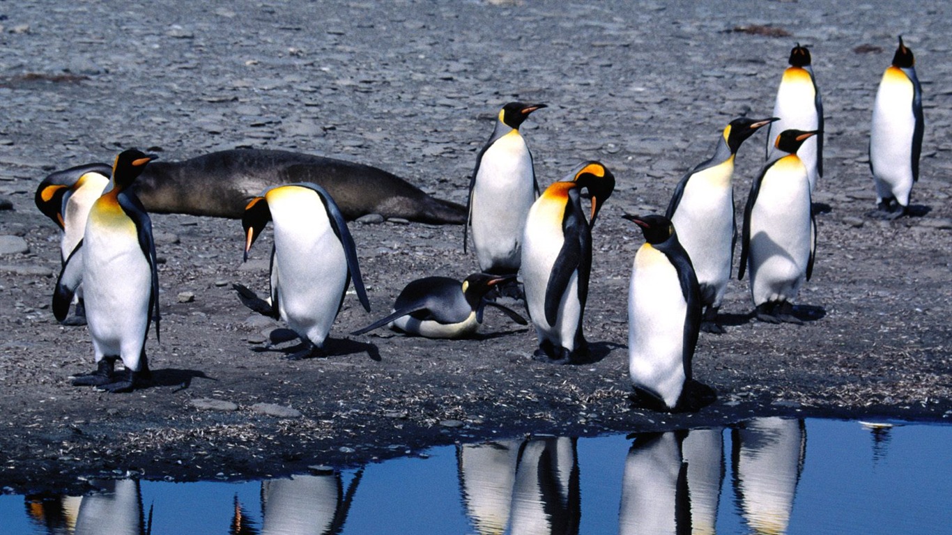 Penguin Foto Wallpaper #15 - 1366x768