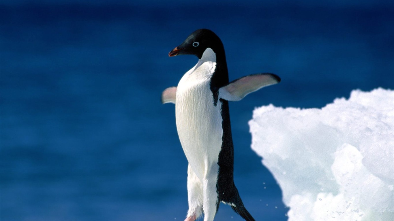 ペンギン写真の壁紙 18 1366x768 壁紙ダウンロード ペンギン写真の壁紙 動物 壁紙 V3の壁紙