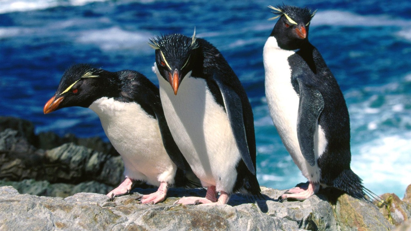 Penguin Foto Wallpaper #22 - 1366x768