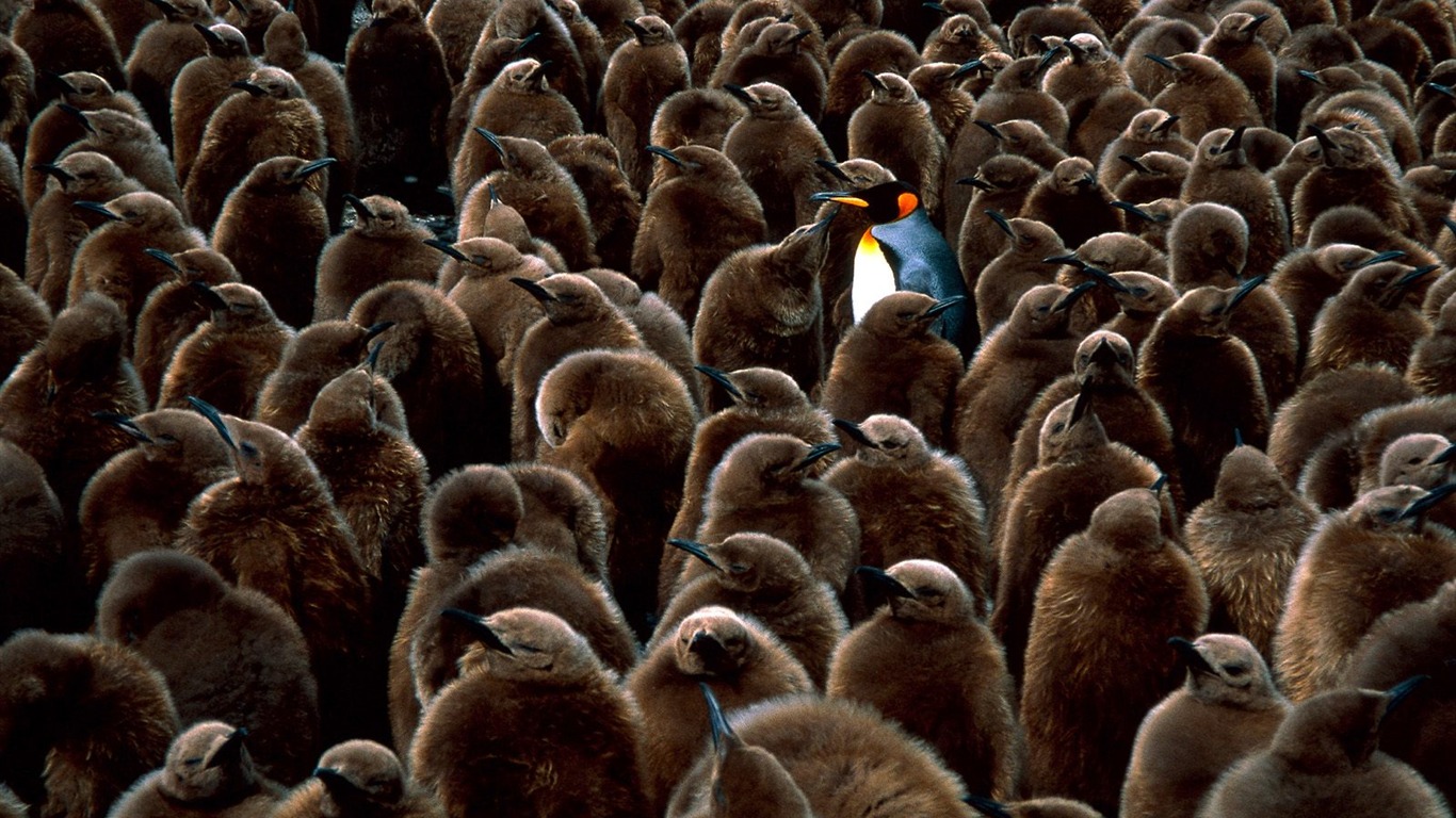 Penguin Foto Wallpaper #23 - 1366x768