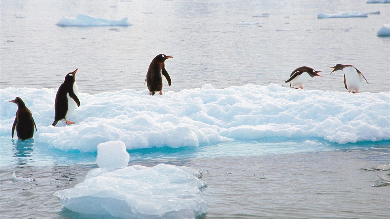 Penguin Photo Wallpaper #25 - 1366x768