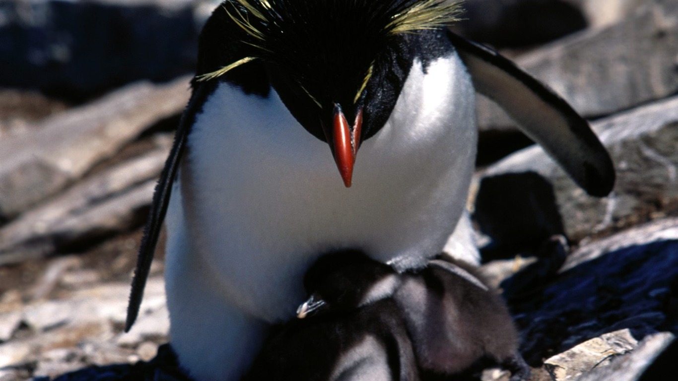 ペンギン写真の壁紙 #27 - 1366x768