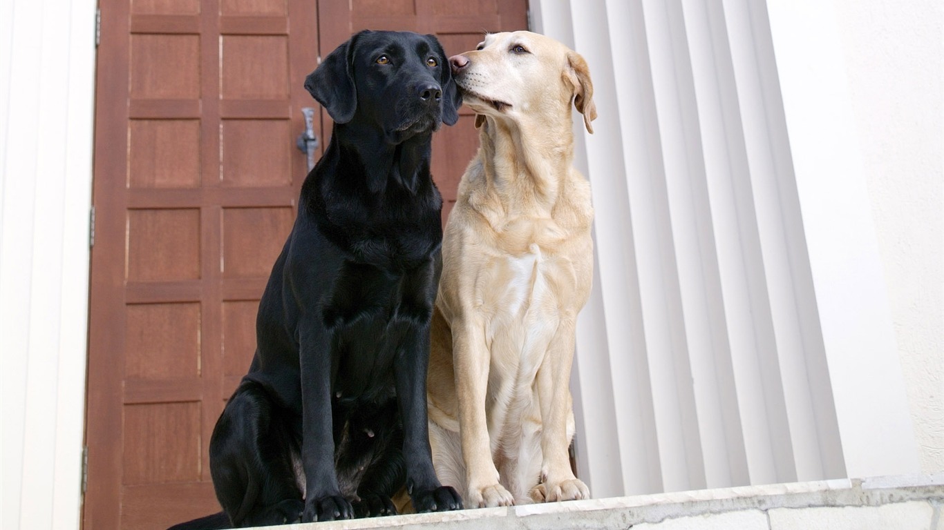 Puppy Foto HD Tapety na plochu (4) #3 - 1366x768