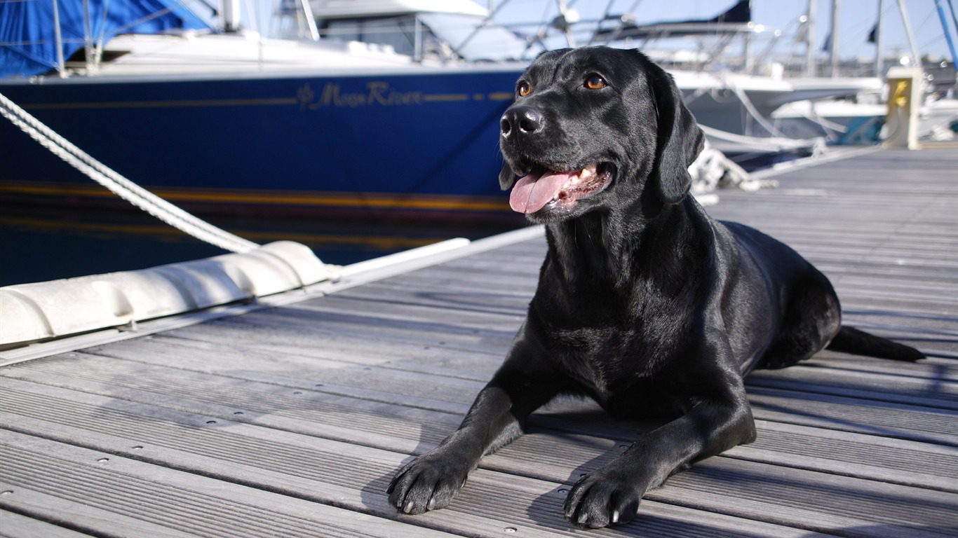 Puppy Foto HD Tapety na plochu (4) #6 - 1366x768