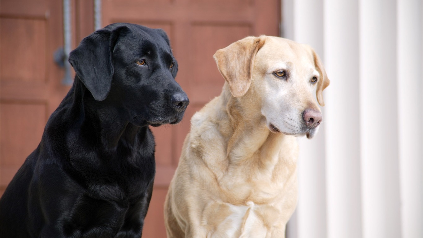 Puppy Foto HD Tapety na plochu (4) #7 - 1366x768