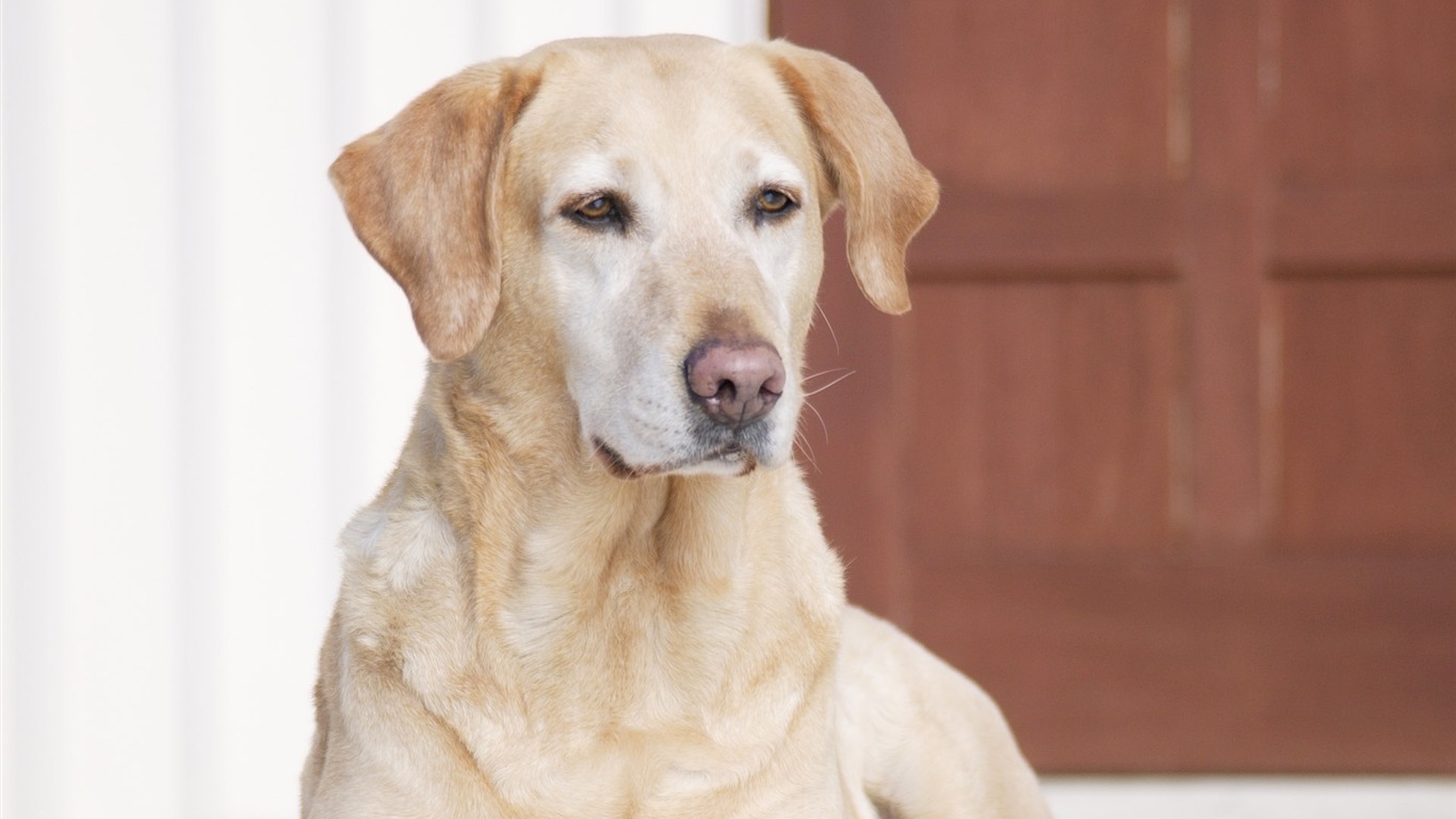 Puppy Foto HD Tapety na plochu (4) #8 - 1366x768