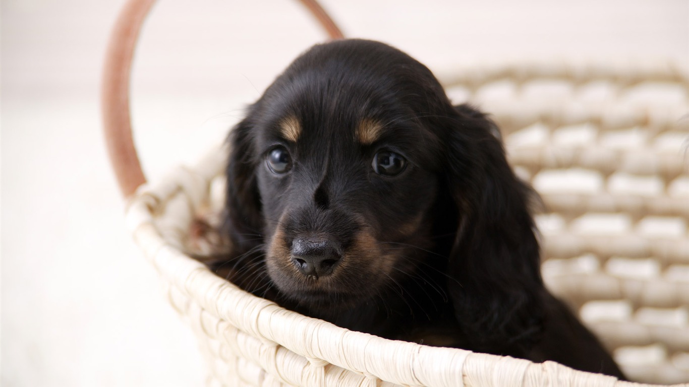 Puppy Photo fonds d'écran HD (4) #9 - 1366x768