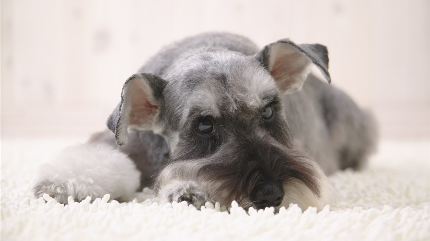 Puppy Foto HD Tapety na plochu (4) #11 - 1366x768