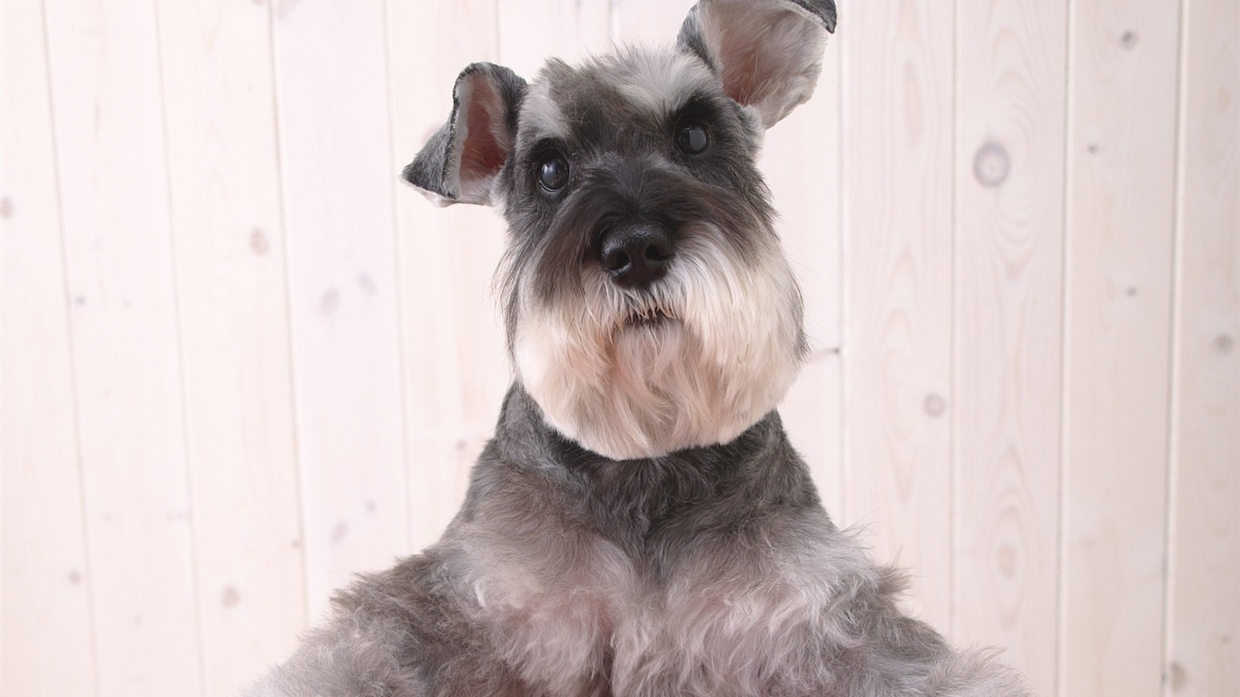Puppy Foto HD Tapety na plochu (4) #12 - 1366x768