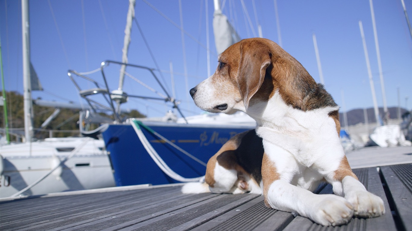 Puppy Photo HD wallpapers (4) #16 - 1366x768