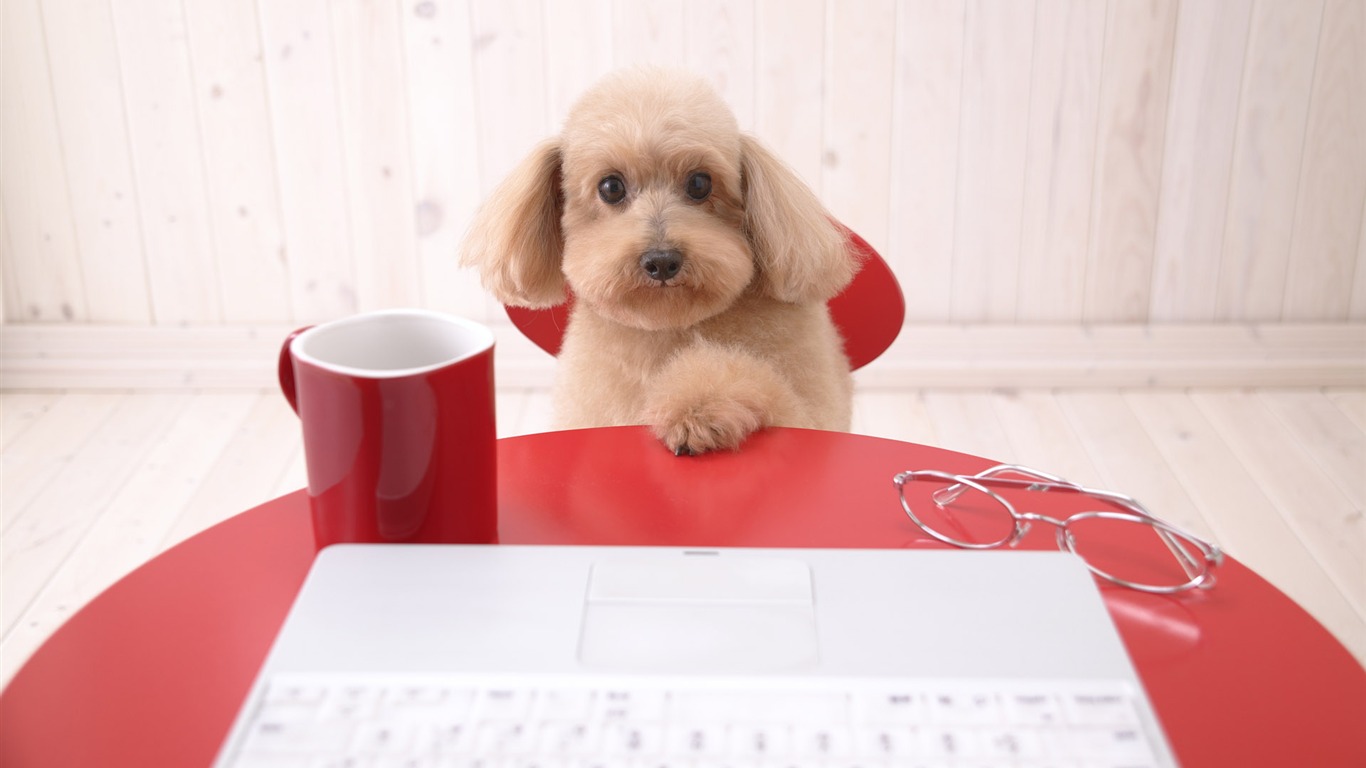 Puppy Foto HD Tapety na plochu (4) #20 - 1366x768